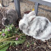 Zwergrex & Löwenkopf Zwergkaninchen suchen ein neues Zuhause