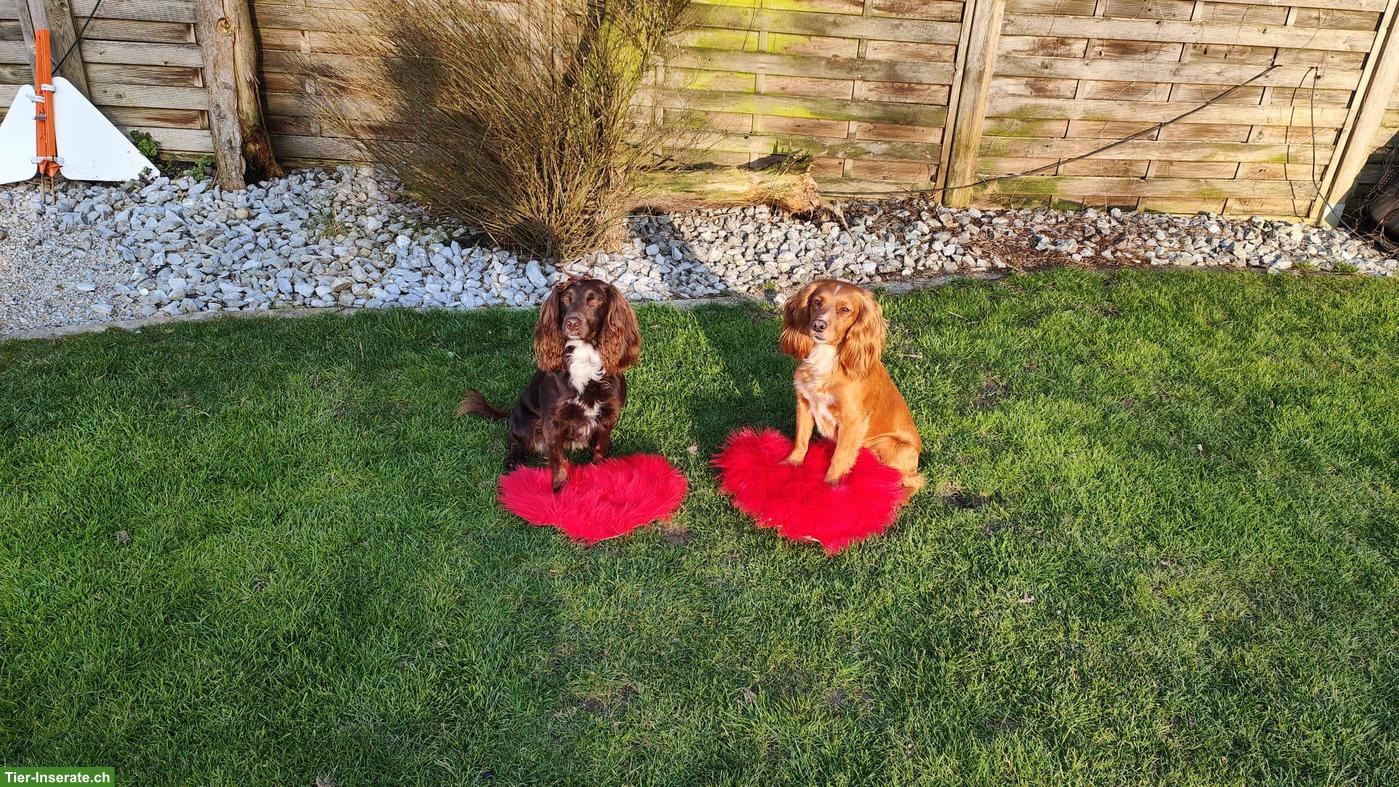 Bild 3: Junge Working Cocker Spaniel Welpen