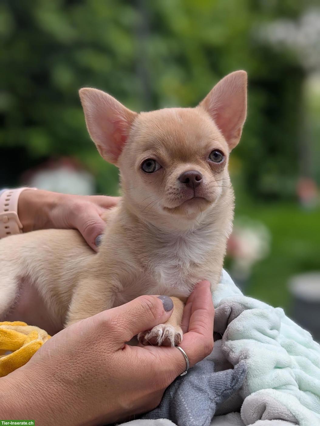 Kurzhaar Chihuahua Welpe, Rüde, Lilac Fawn
