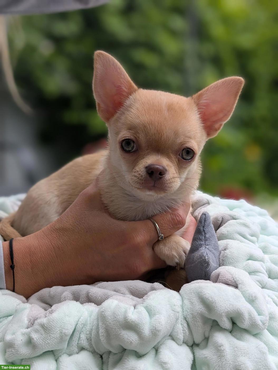 Bild 2: Kurzhaar Chihuahua Welpe, Rüde, Lilac Fawn
