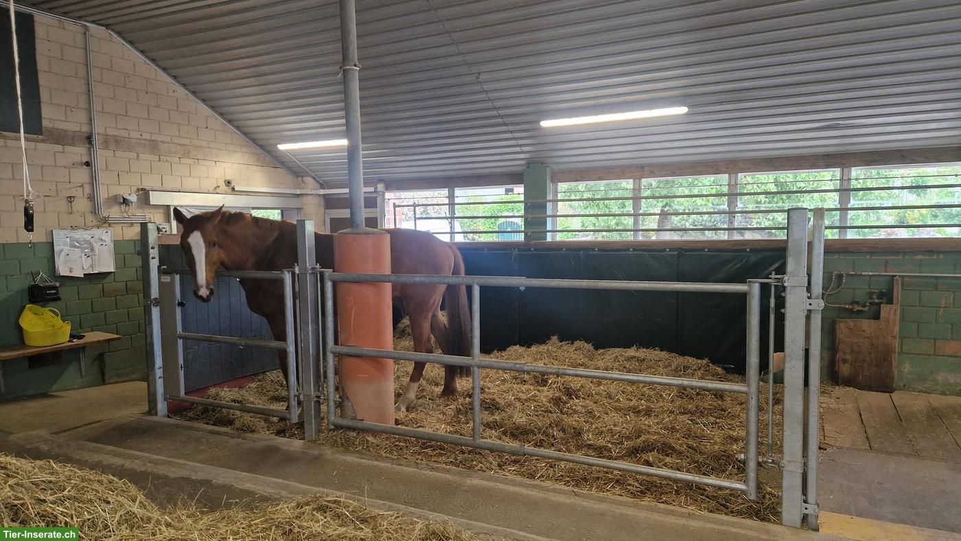 Pferdeboxen auf familiärem Bauernbetrieb zu vermieten