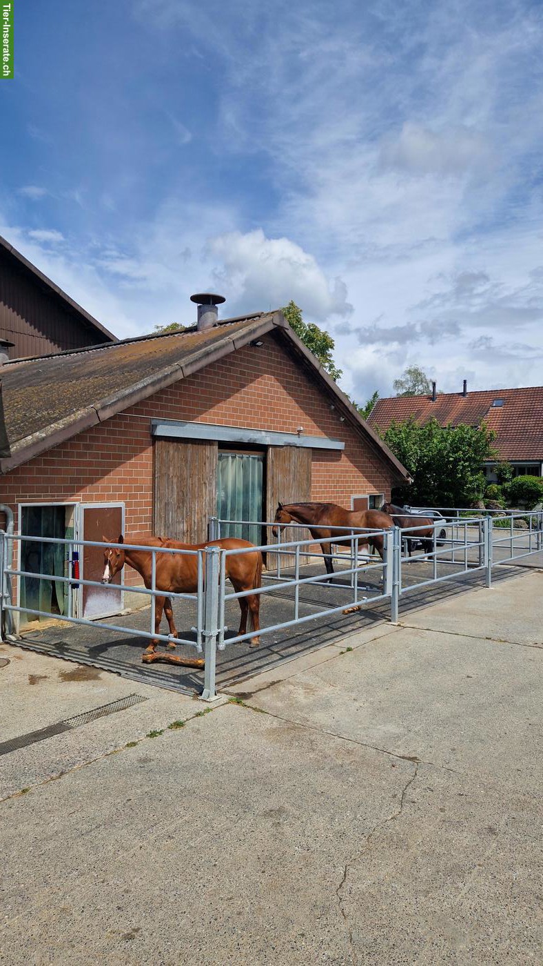 Bild 7: Pferdeboxen auf familiärem Bauernbetrieb zu vermieten