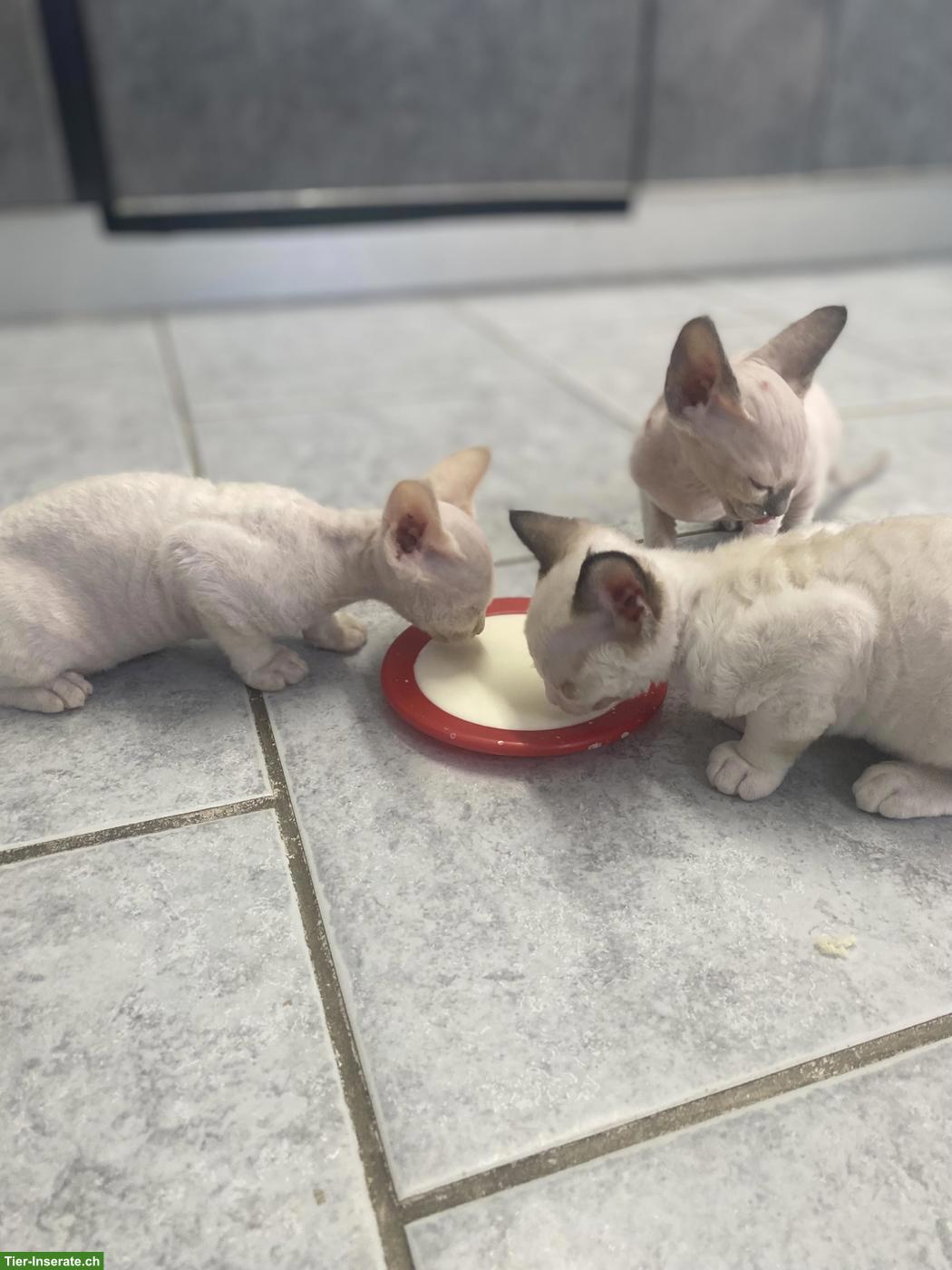 Bild 10: Devon Rex Kitten, sehr anhänglich