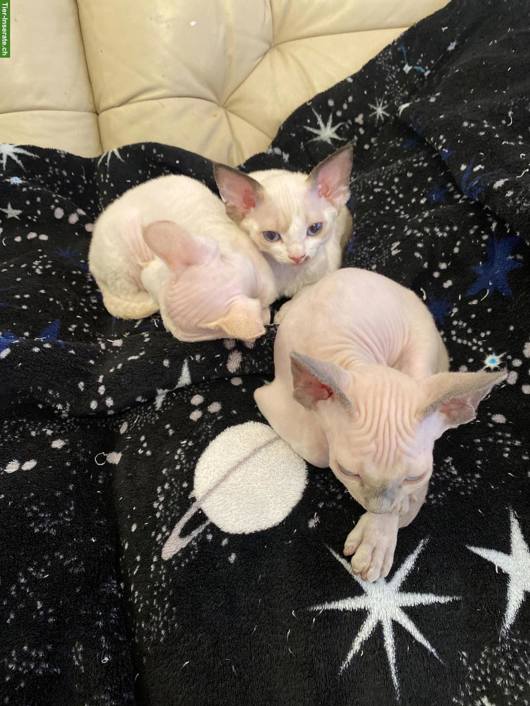 Bild 2: Devon Rex Kitten, sehr anhänglich