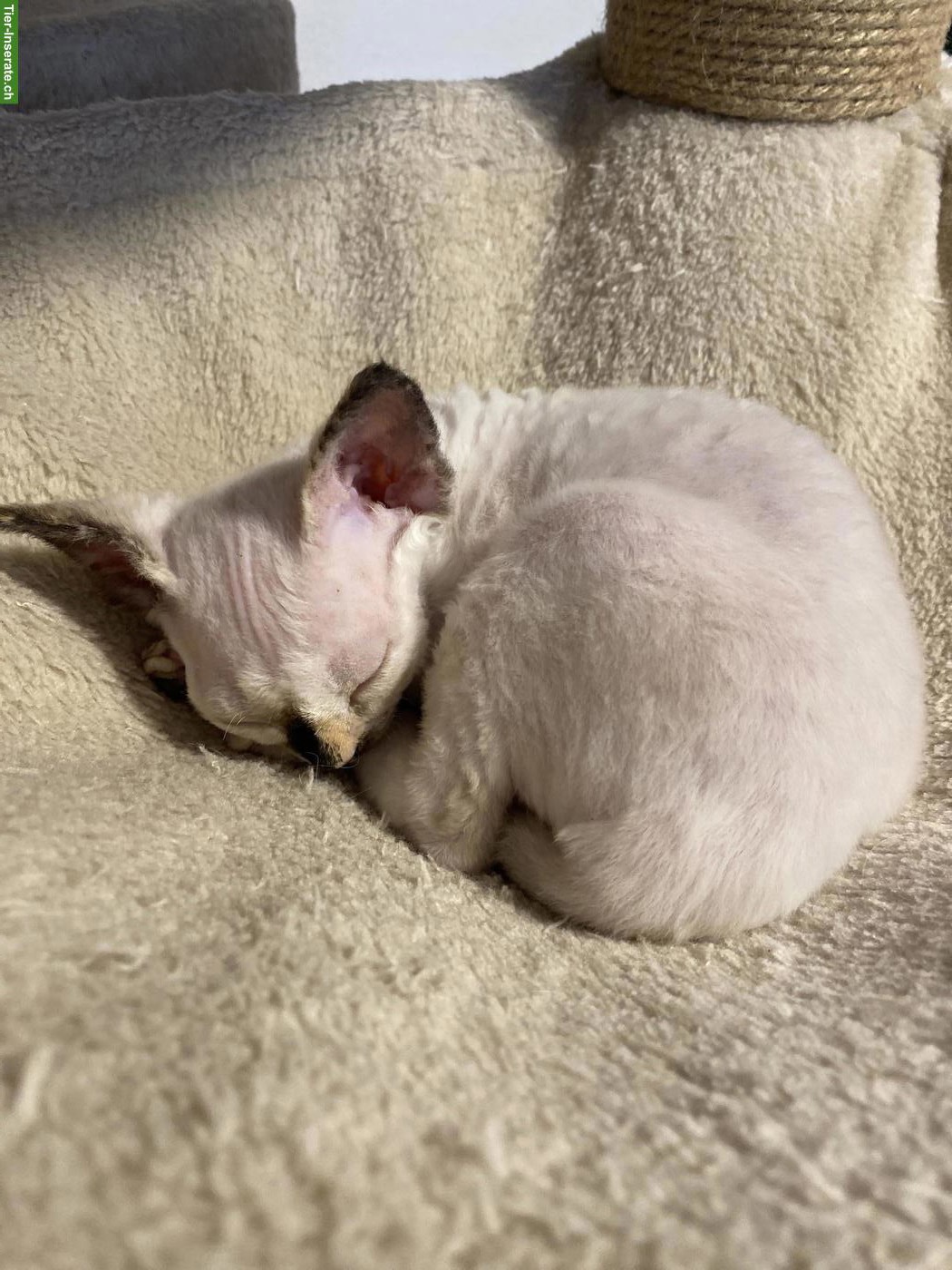 Bild 3: Devon Rex Kitten, sehr anhänglich
