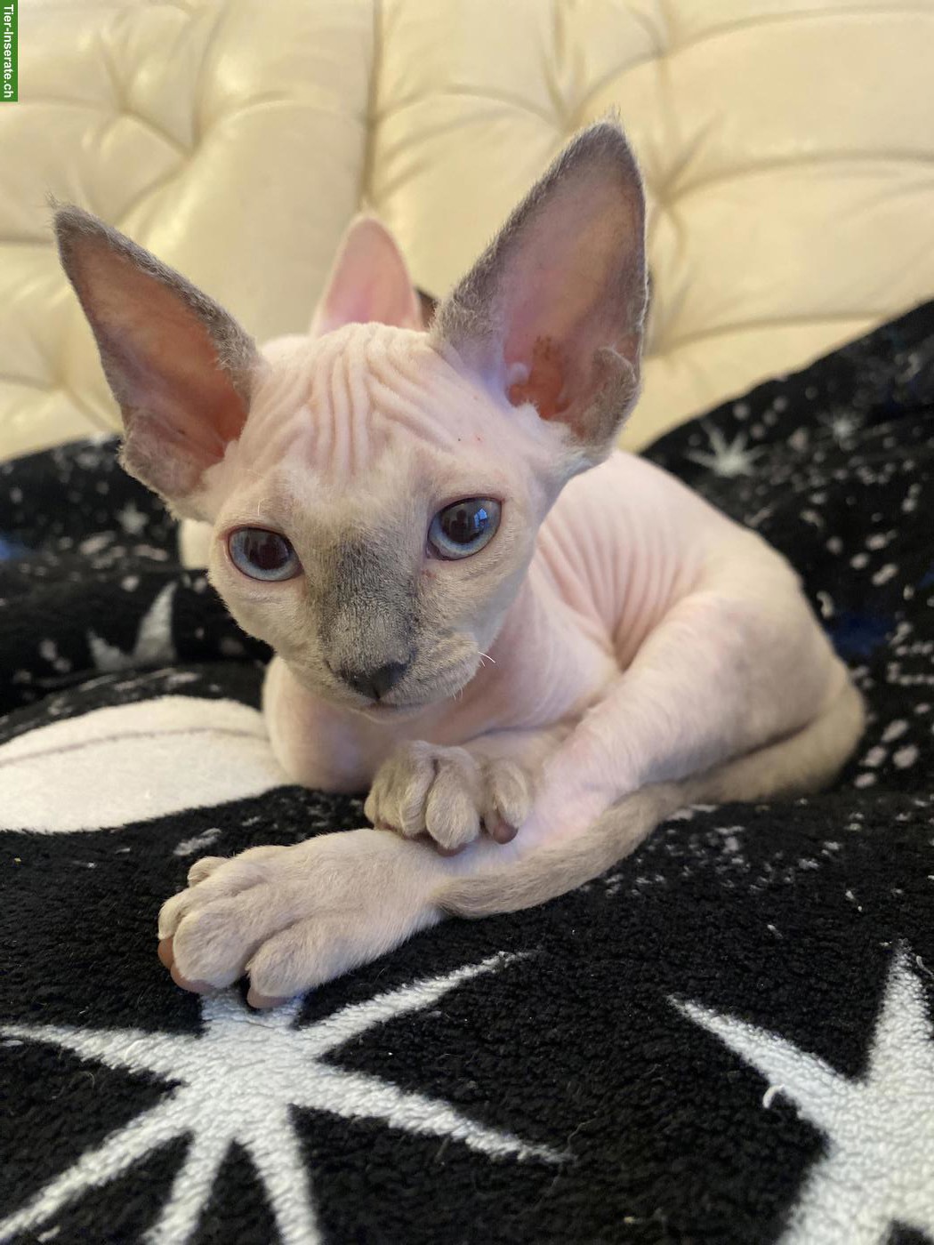 Bild 4: Devon Rex Kitten, sehr anhänglich