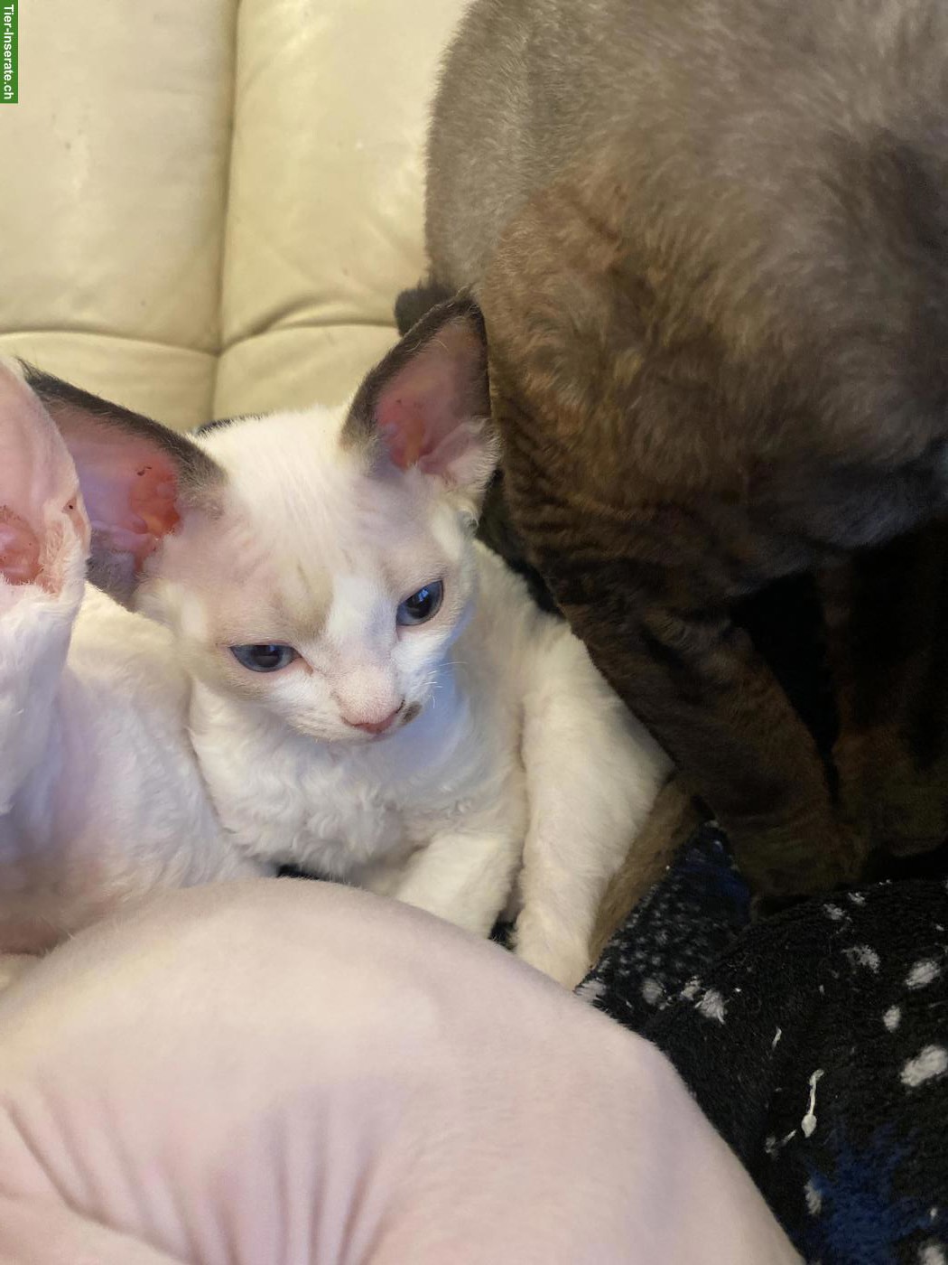 Bild 5: Devon Rex Kitten, sehr anhänglich