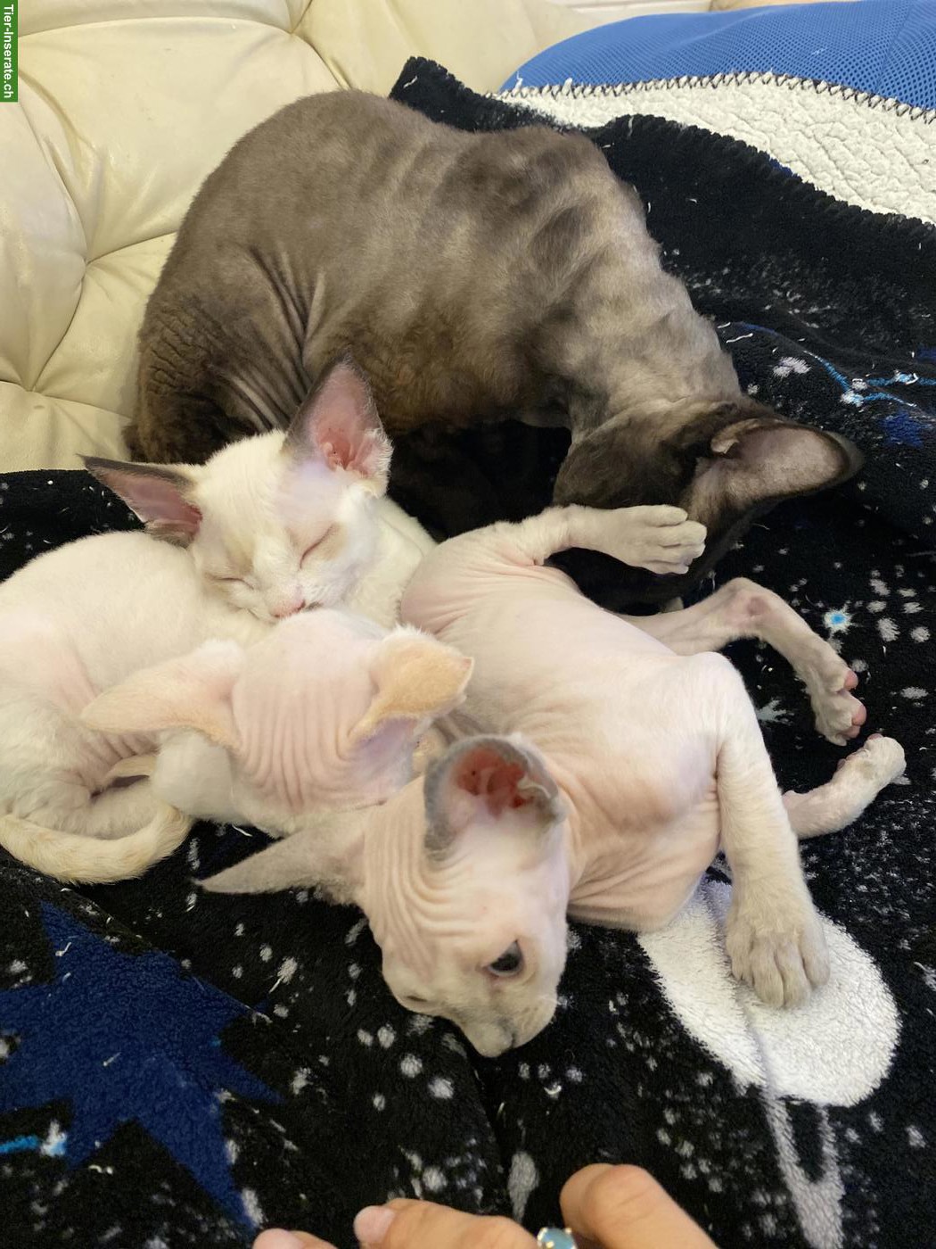 Bild 6: Devon Rex Kitten, sehr anhänglich