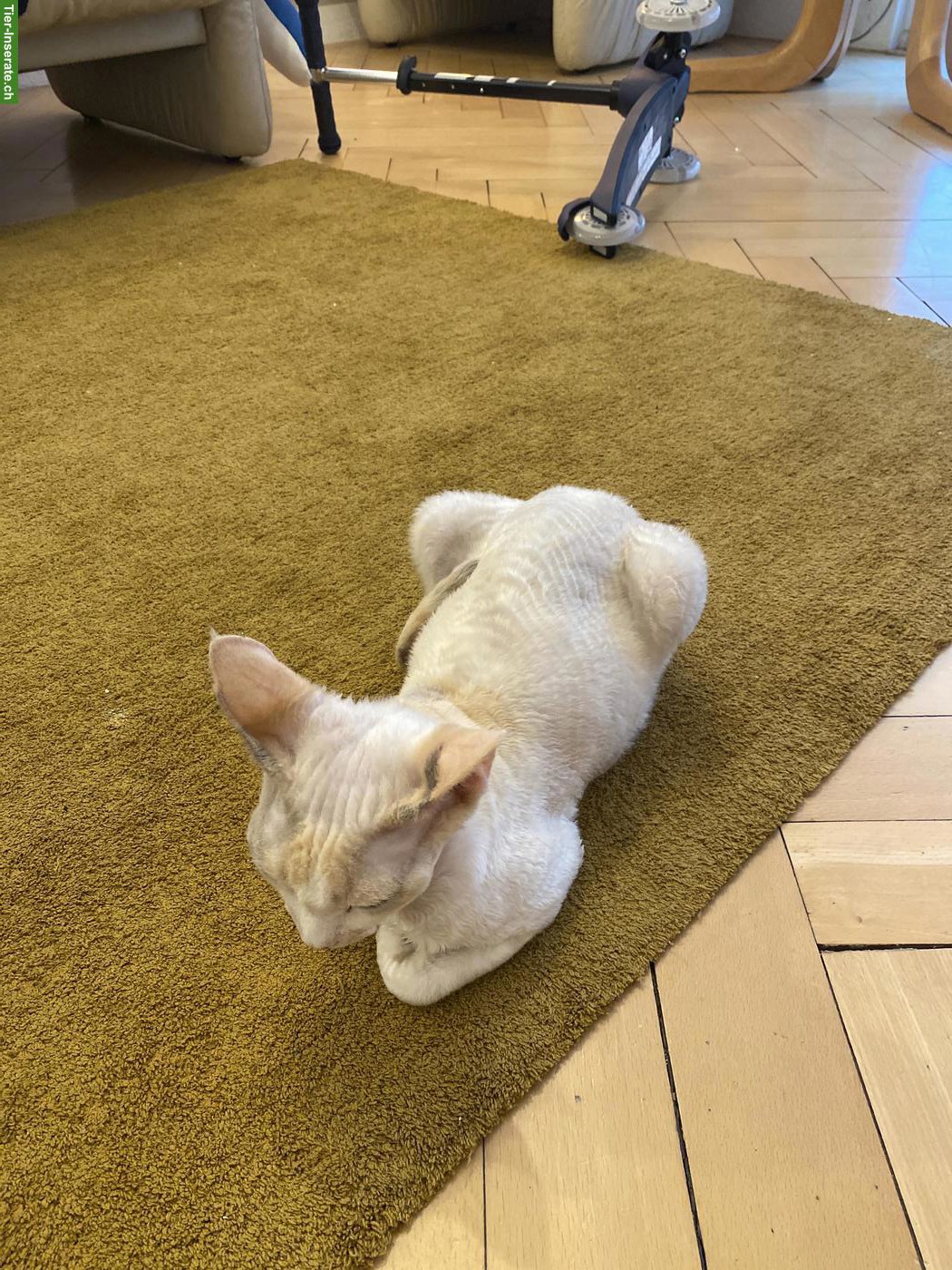 Bild 7: Devon Rex Kitten, sehr anhänglich