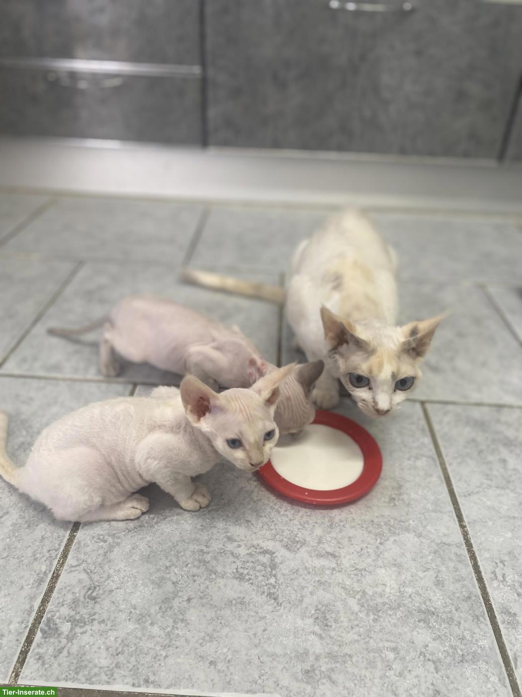 Bild 8: Devon Rex Kitten, sehr anhänglich