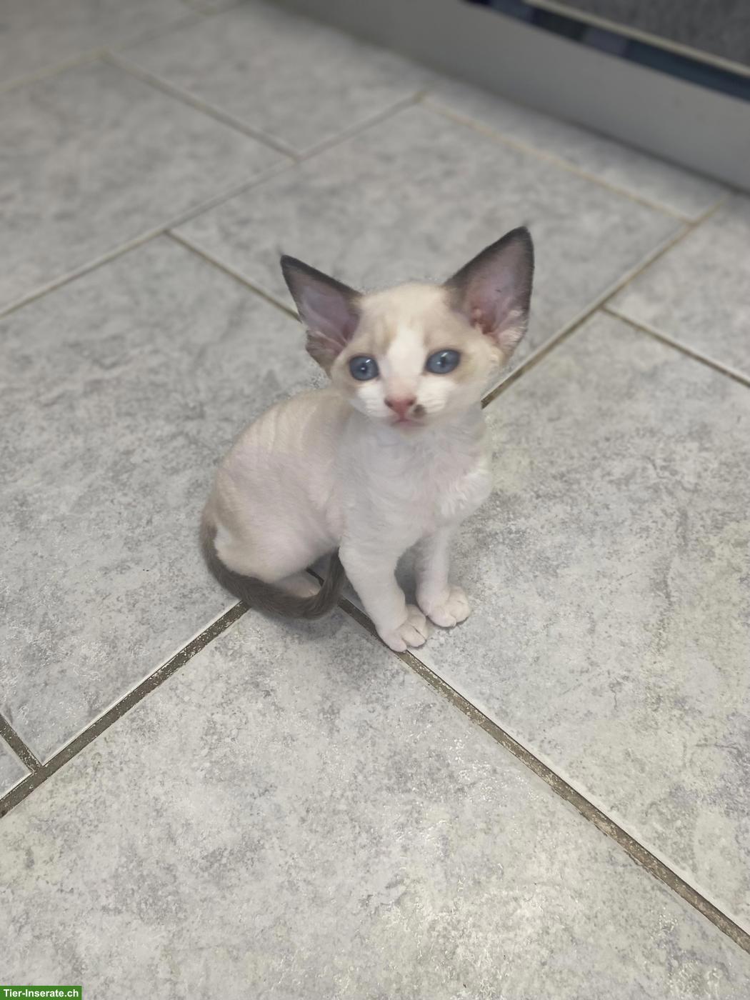 Bild 9: Devon Rex Kitten, sehr anhänglich