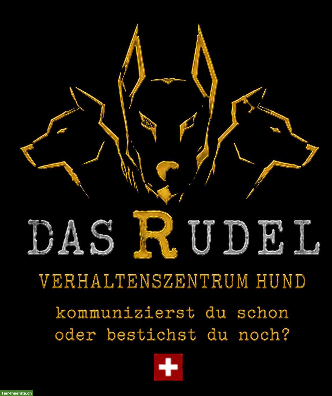 Bild 2: Das Rudel GmbH - Problemhunde verstehen keine Leckerli-Lügen