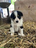 Junge Appenzeller Mischlingswelpen, Weibchen + Männchen