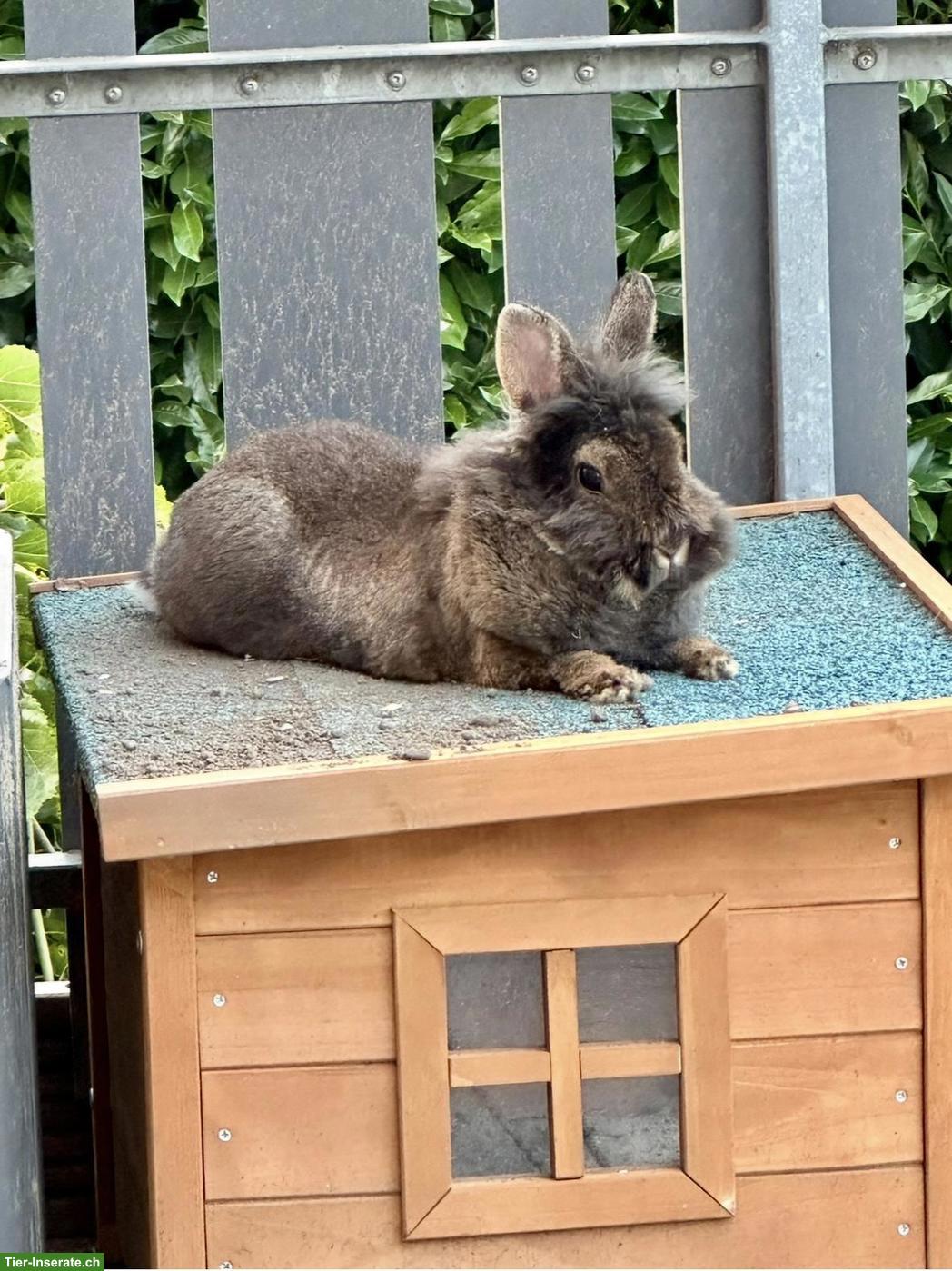 Älteres Kaninchen für meine Löwenkopf Dame gesucht