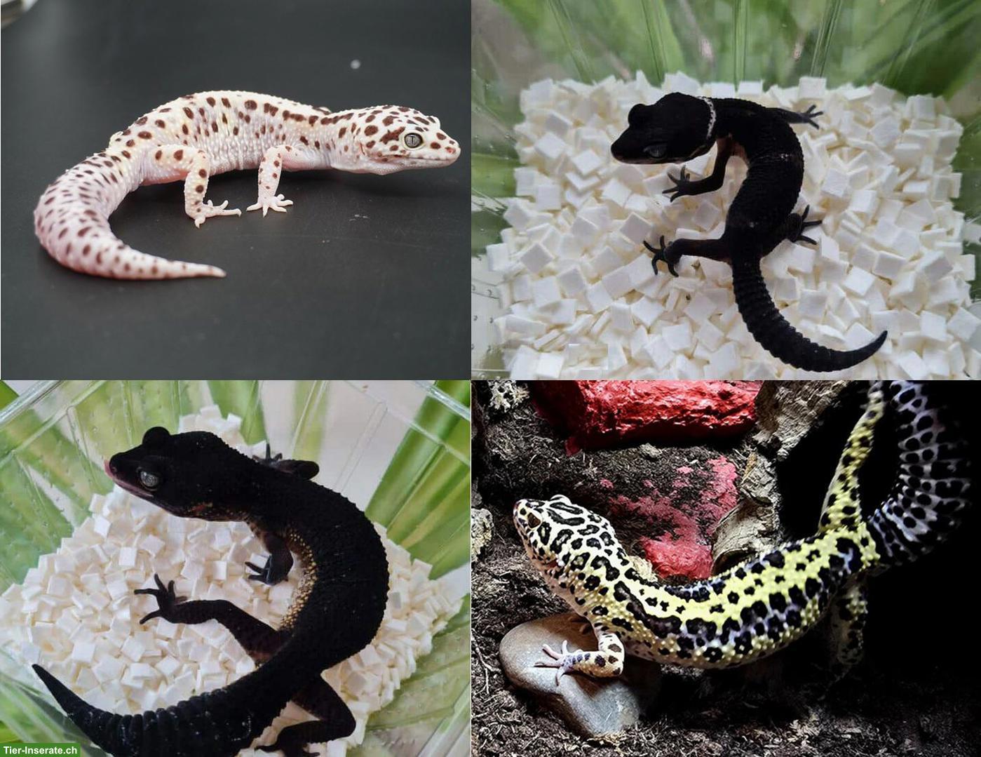 Gem Snow & Black Night Cross Leopardgeckos abzugeben