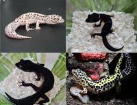 Gem Snow & Black Night Cross Leopardgeckos abzugeben