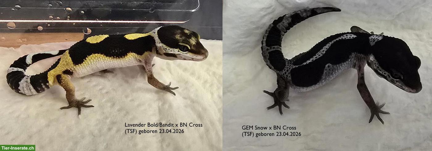 Bild 2: Gem Snow & Black Night Cross Leopardgeckos abzugeben