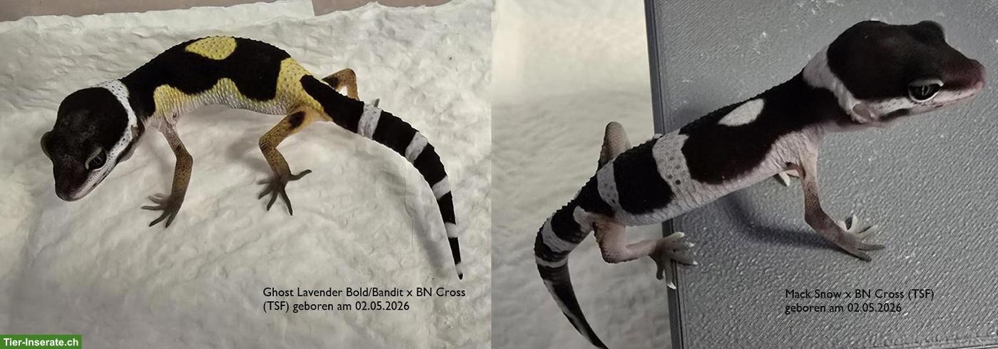 Bild 3: Gem Snow & Black Night Cross Leopardgeckos abzugeben
