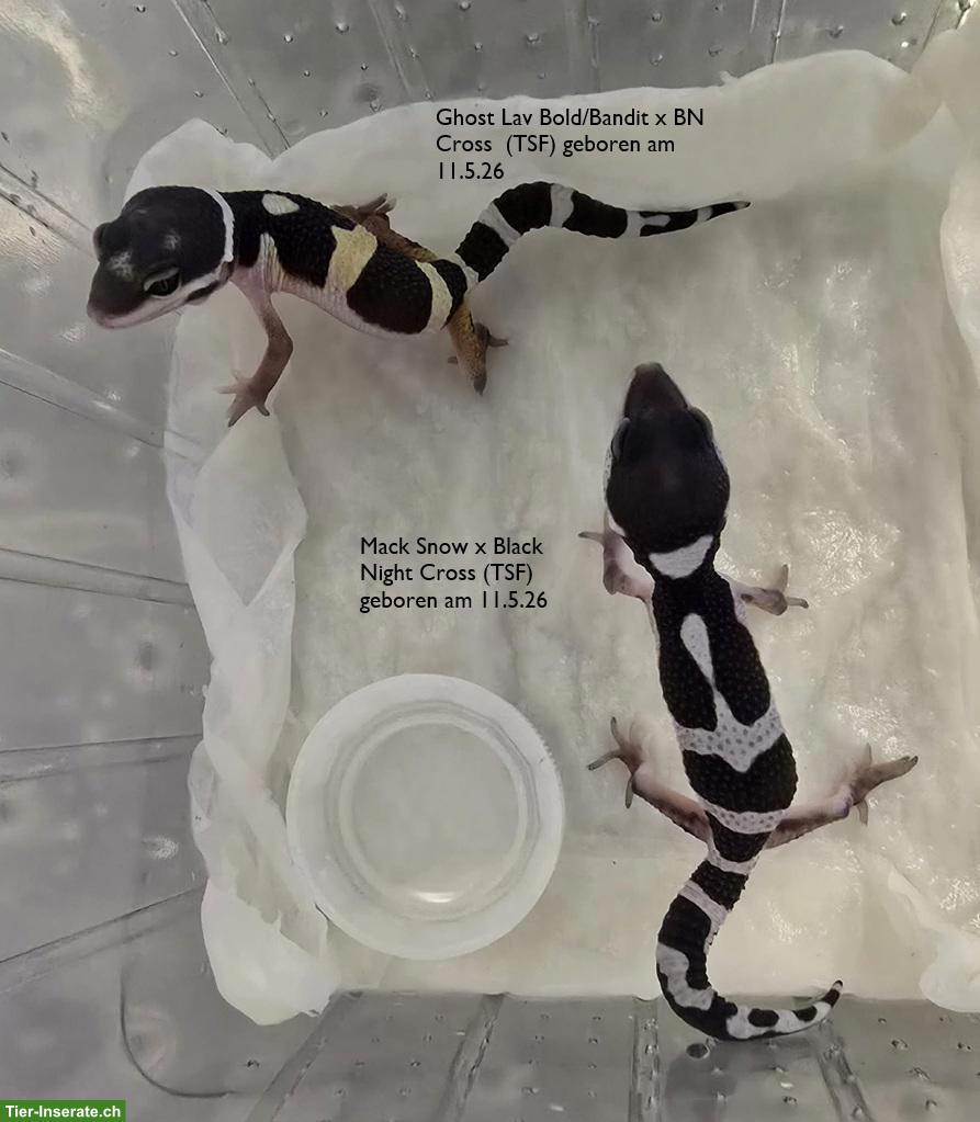 Bild 4: Gem Snow & Black Night Cross Leopardgeckos abzugeben