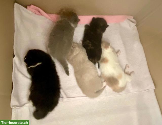 BKH-Kitten mit Stammbaum zu verkaufen