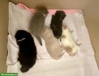 BKH-Kitten mit Stammbaum zu verkaufen