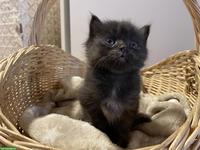 Süsse Kitten mit etwas längerem Fell zu verkaufen