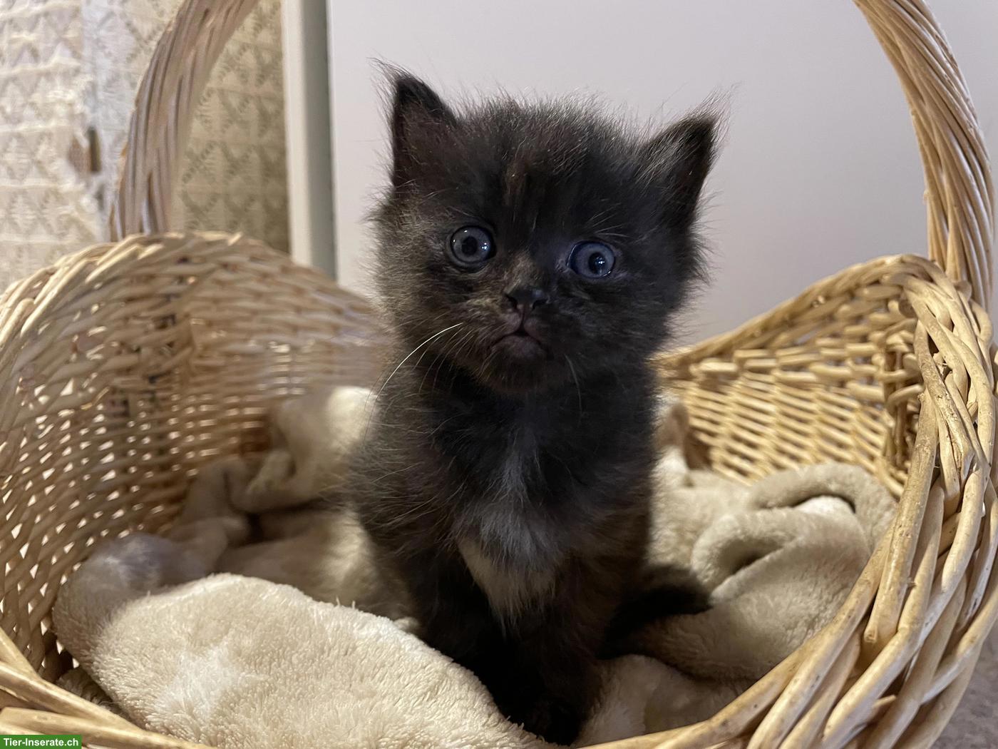 Bild 2: Süsse Kitten mit etwas längerem Fell zu verkaufen