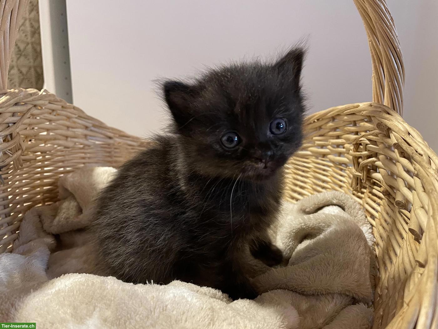Bild 3: Süsse Kitten mit etwas längerem Fell zu verkaufen