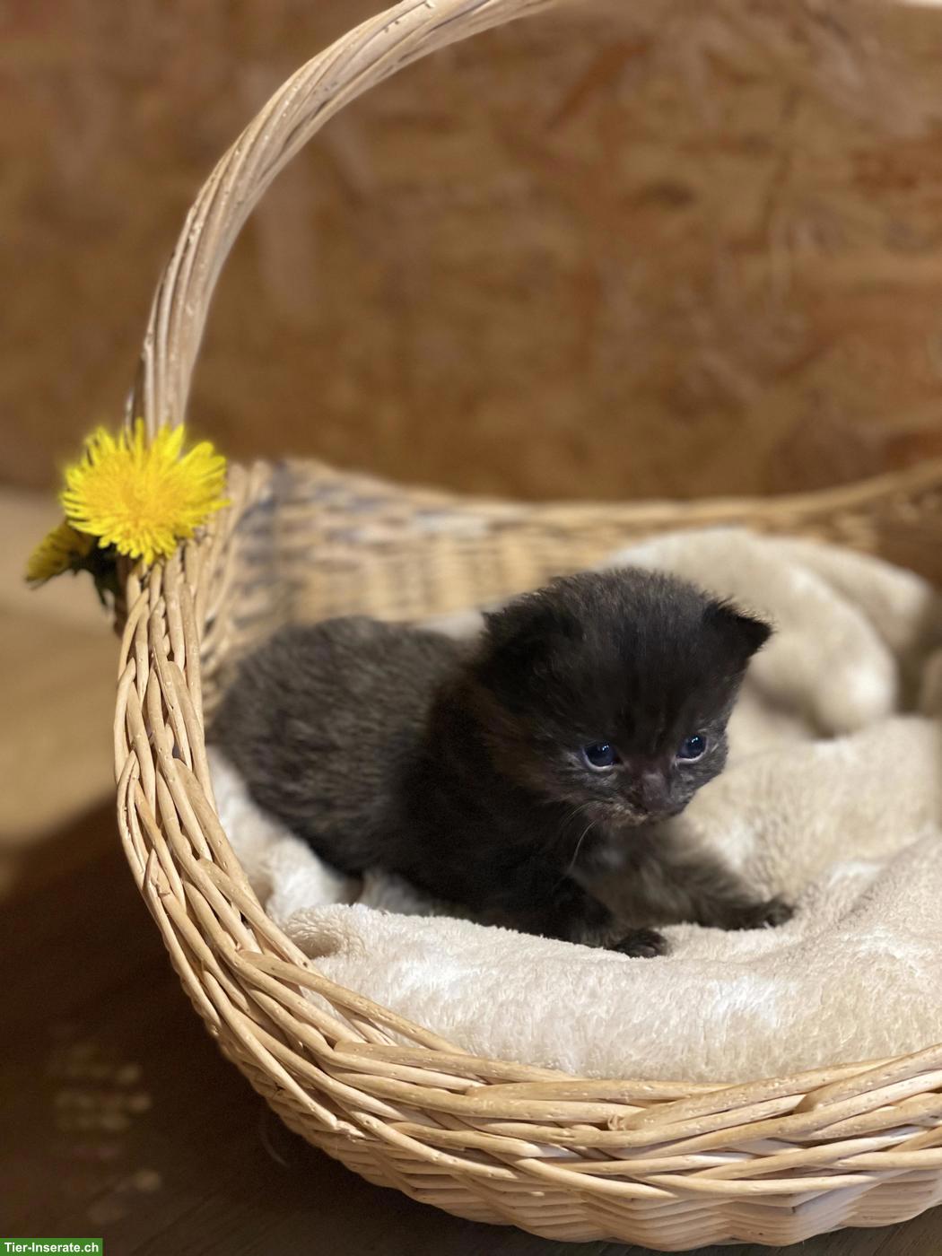 Bild 4: Süsse Kitten mit etwas längerem Fell zu verkaufen