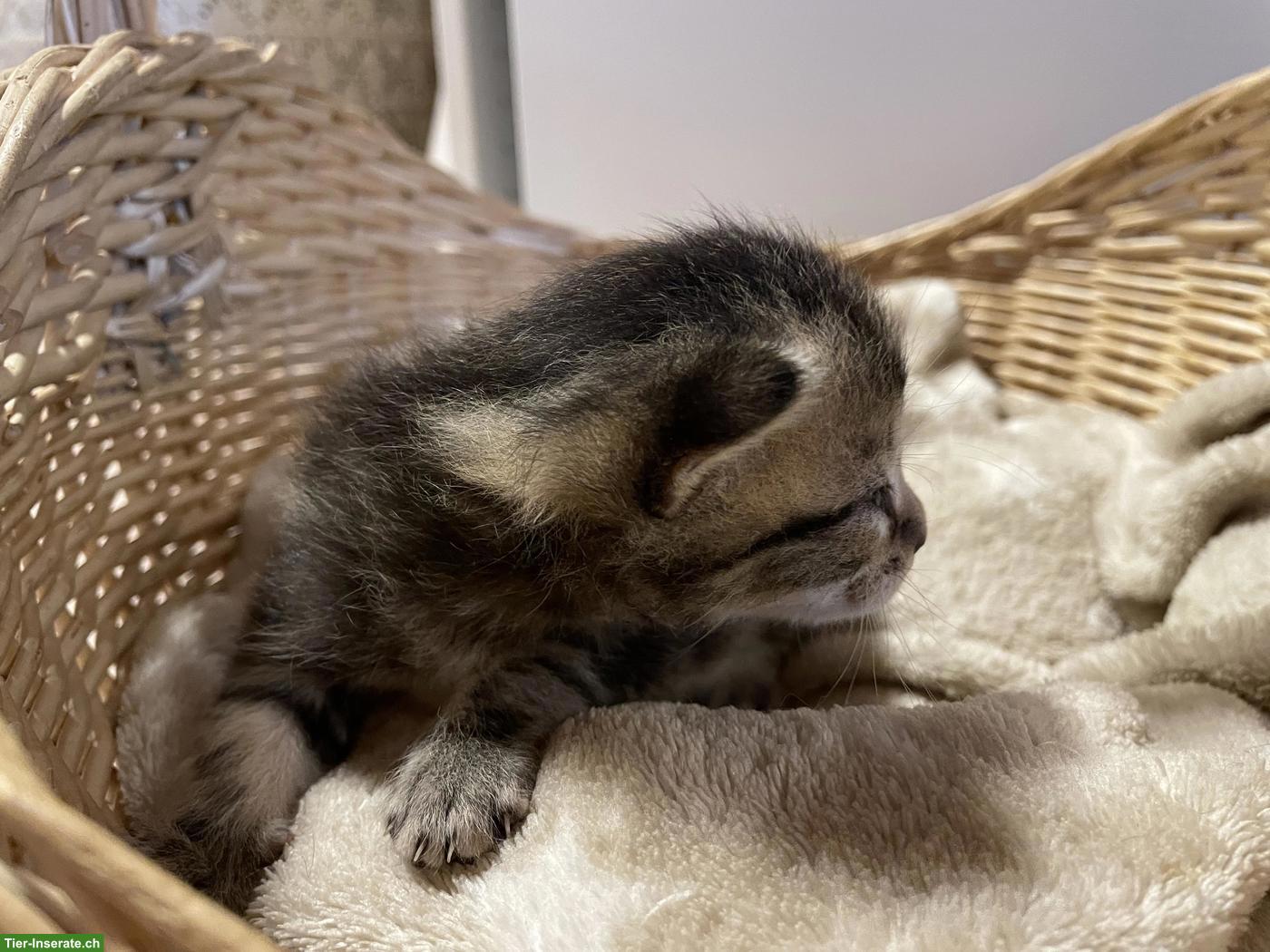Bild 5: Süsse Kitten mit etwas längerem Fell zu verkaufen