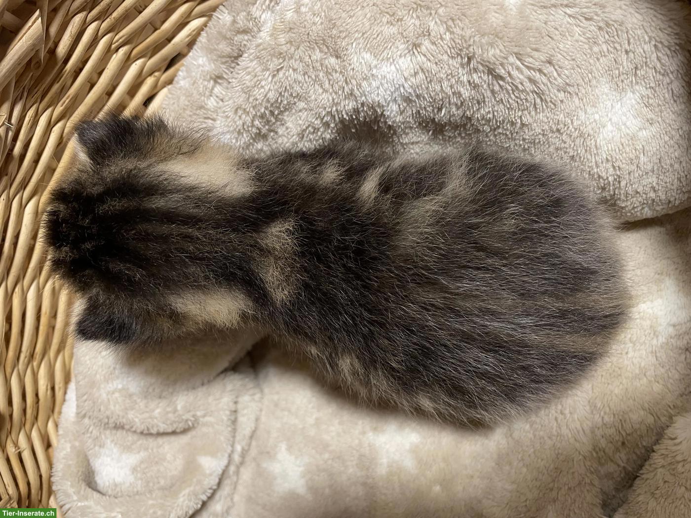 Bild 6: Süsse Kitten mit etwas längerem Fell zu verkaufen