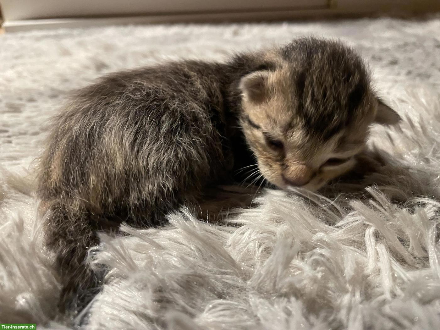 Bild 7: Süsse Kitten mit etwas längerem Fell zu verkaufen