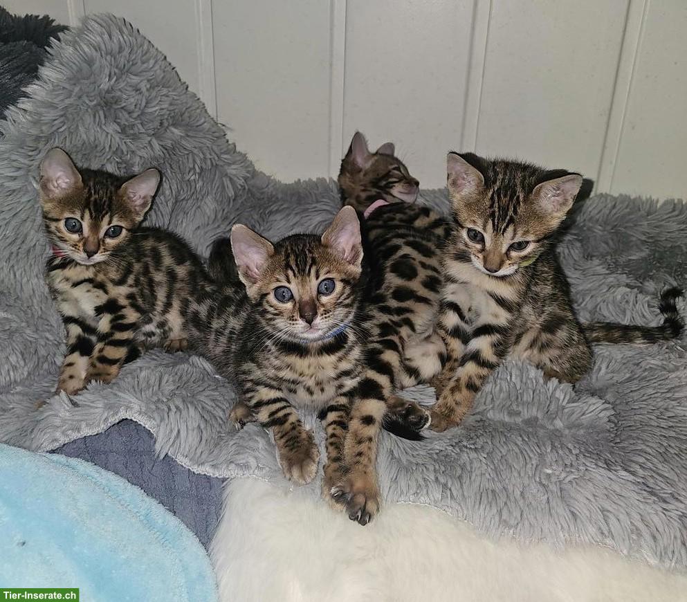 Reinrassige Bengal Kitten zu verkaufen