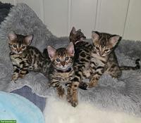 Reinrassige Bengal Kitten