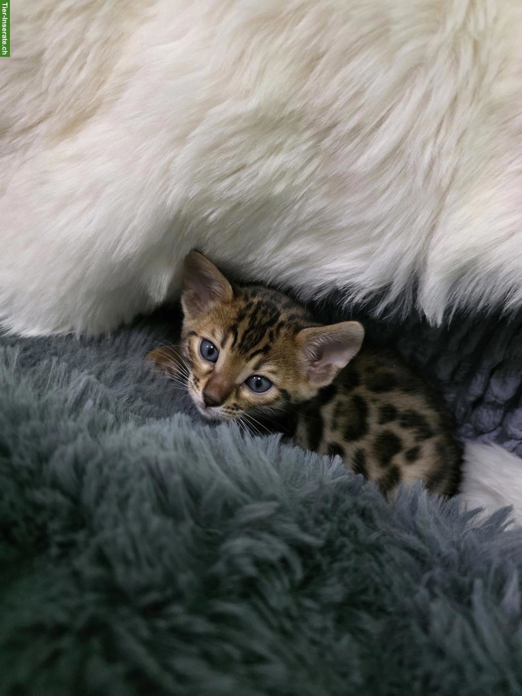 Bild 10: Reinrassige Bengal Kitten zu verkaufen