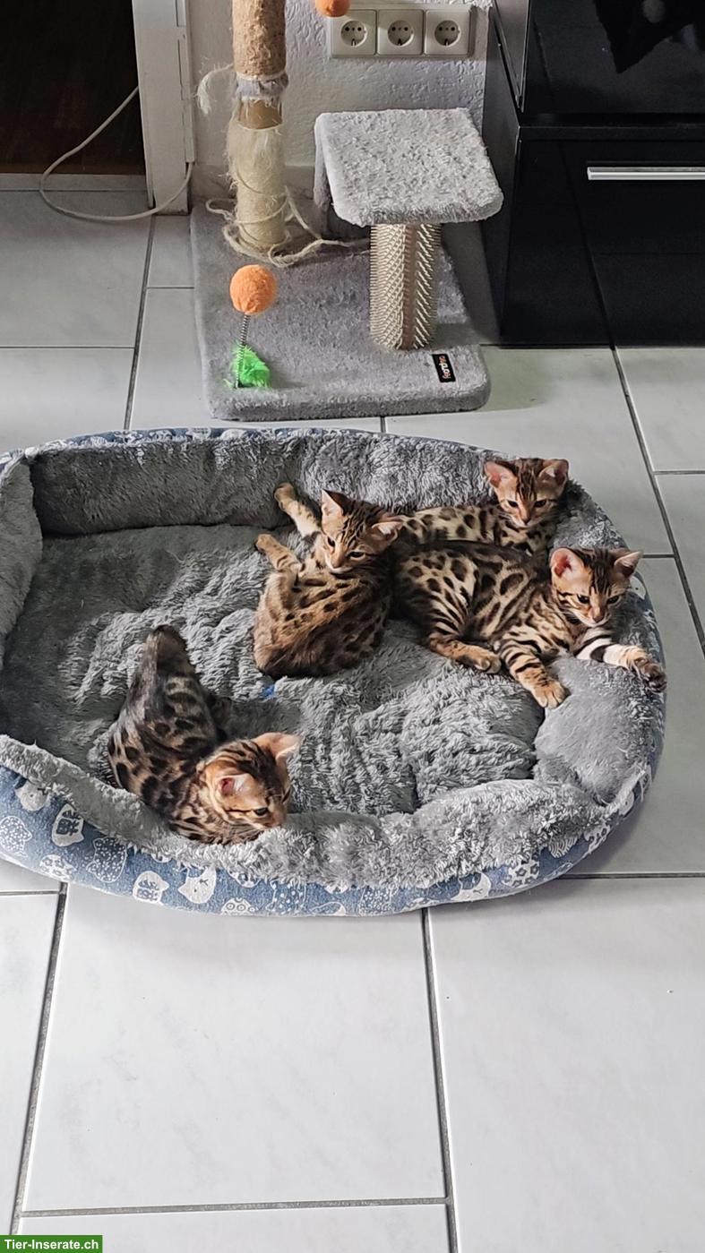 Bild 2: Reinrassige Bengal Kitten zu verkaufen