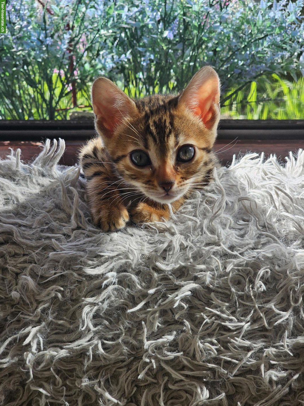 Bild 3: Reinrassige Bengal Kitten zu verkaufen