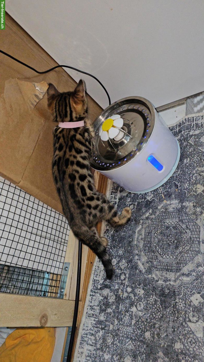 Bild 4: Reinrassige Bengal Kitten zu verkaufen