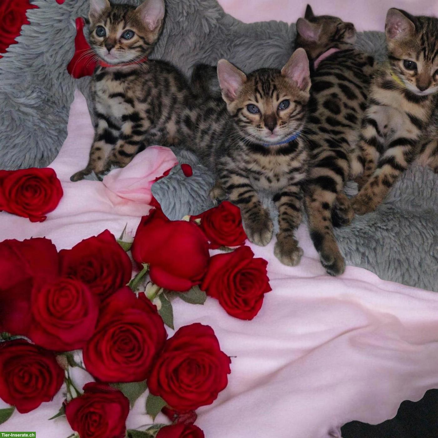 Bild 5: Reinrassige Bengal Kitten zu verkaufen