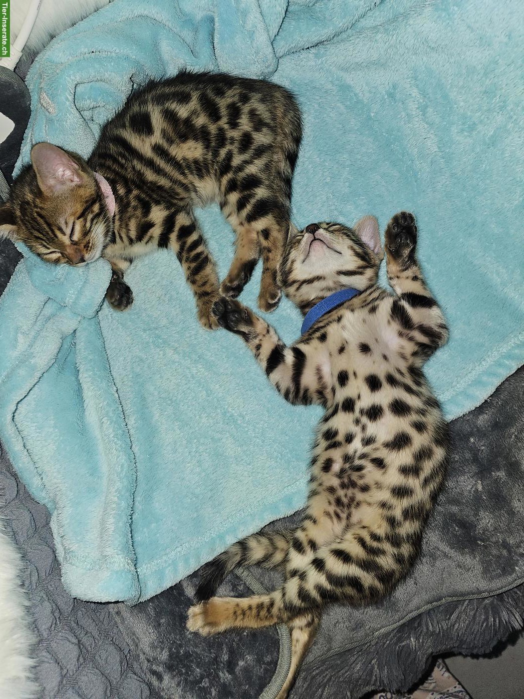 Bild 6: Reinrassige Bengal Kitten zu verkaufen