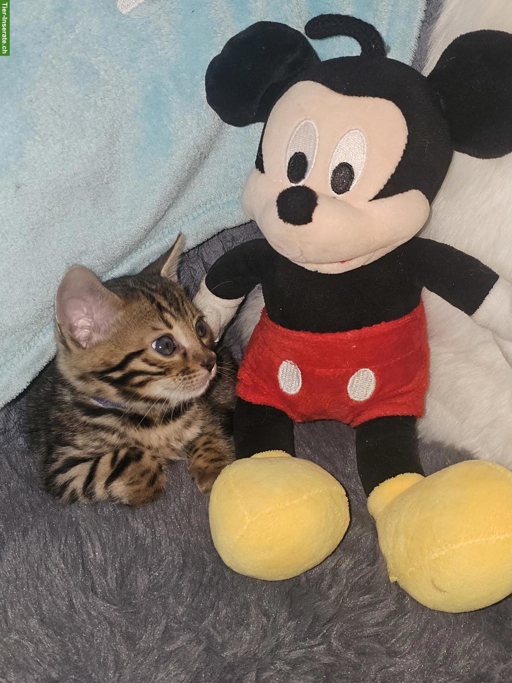 Bild 7: Reinrassige Bengal Kitten zu verkaufen