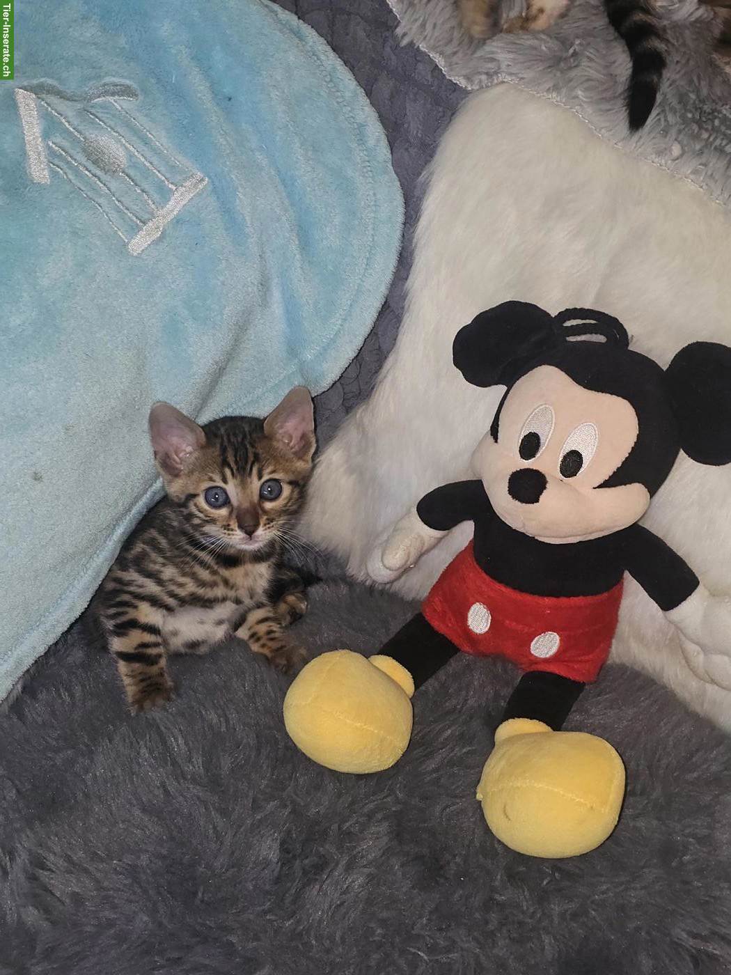 Bild 8: Reinrassige Bengal Kitten zu verkaufen