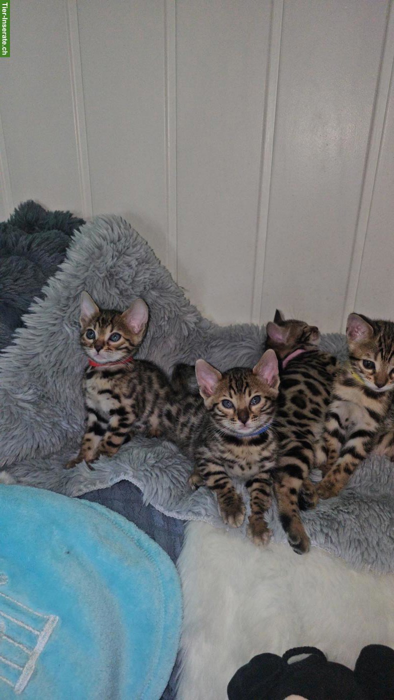Bild 9: Reinrassige Bengal Kitten zu verkaufen