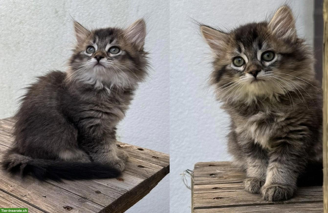 Sibirische Katze Kitten, weiblich mit Stammbaum