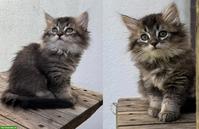 Sibirische Katze Kitten, weiblich mit Stammbaum