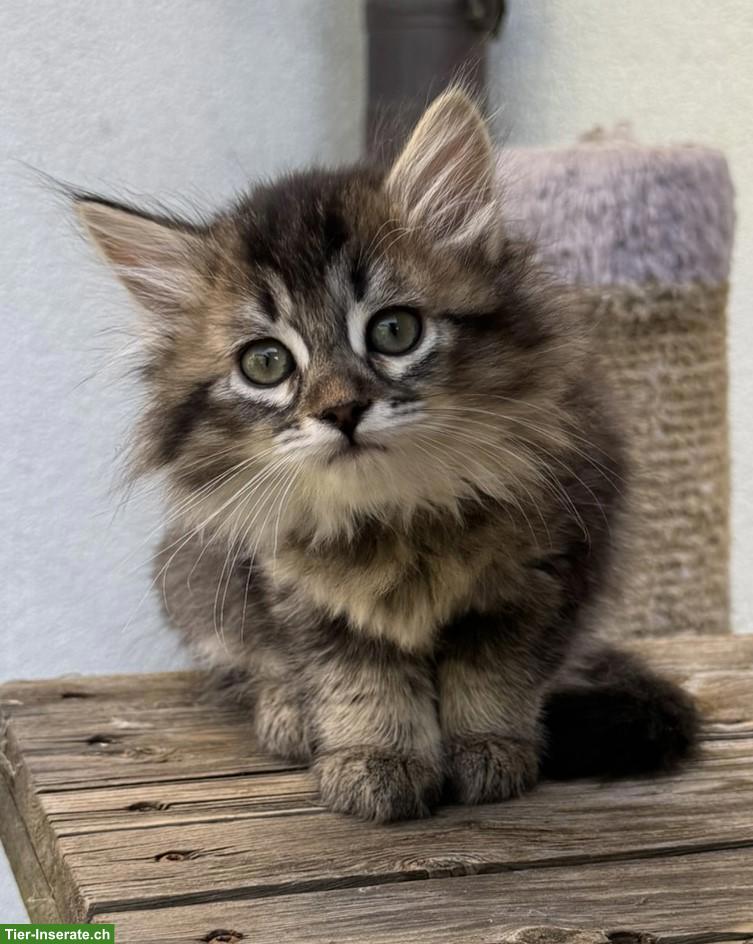 Bild 2: Sibirische Katze Kitten, weiblich mit Stammbaum