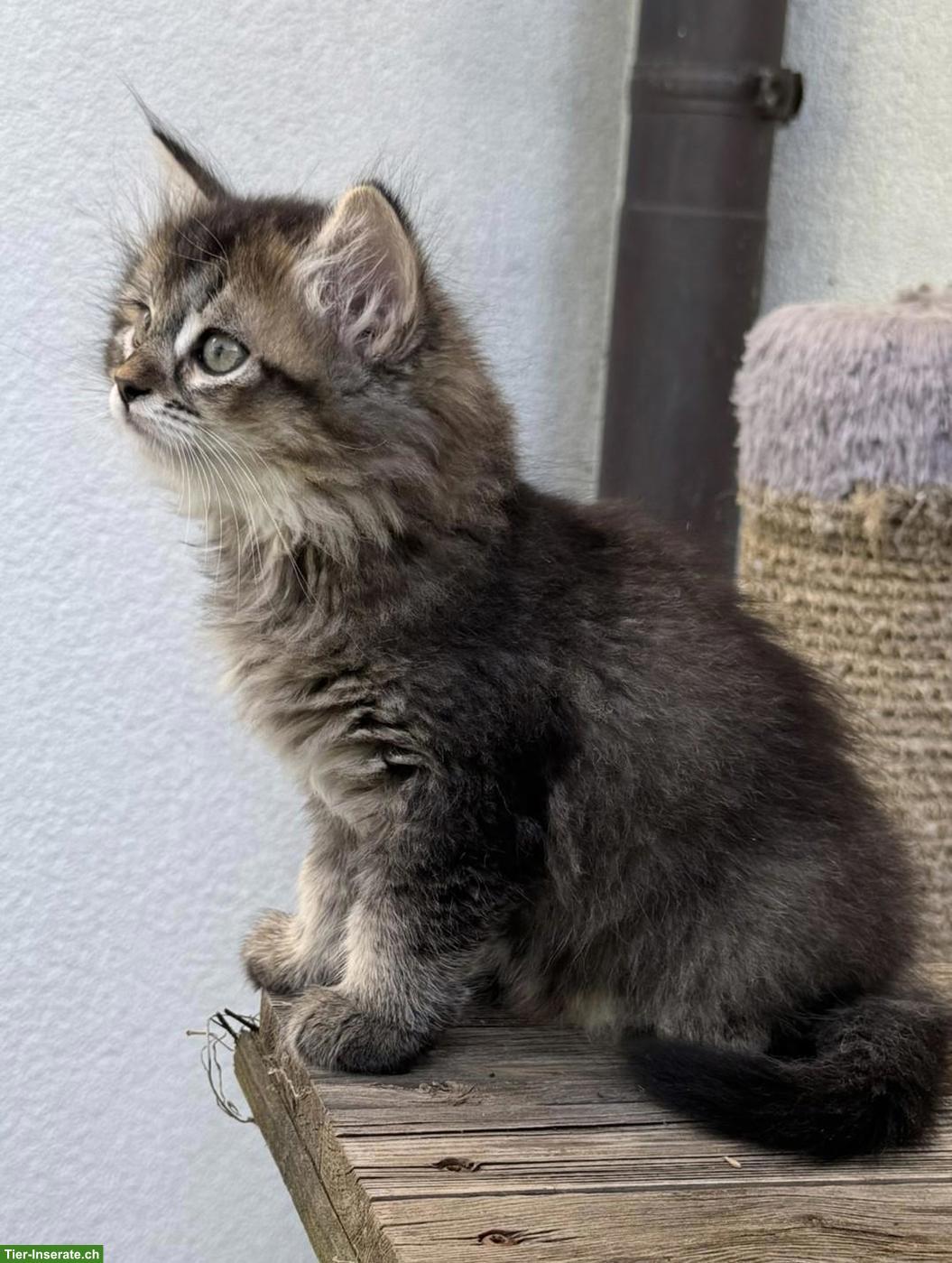 Bild 3: Sibirische Katze Kitten, weiblich mit Stammbaum