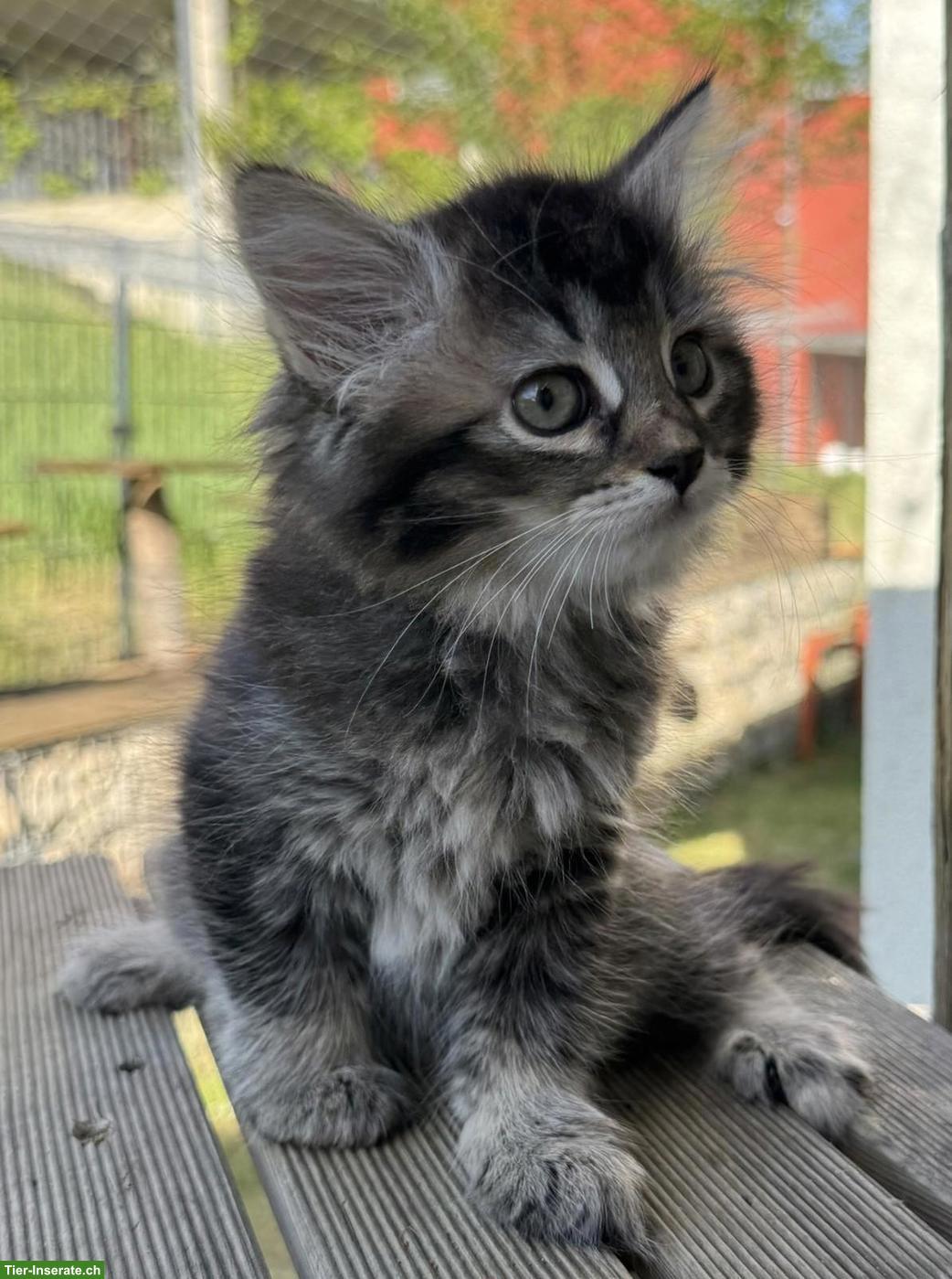 Bild 4: Sibirische Katze Kitten, weiblich mit Stammbaum