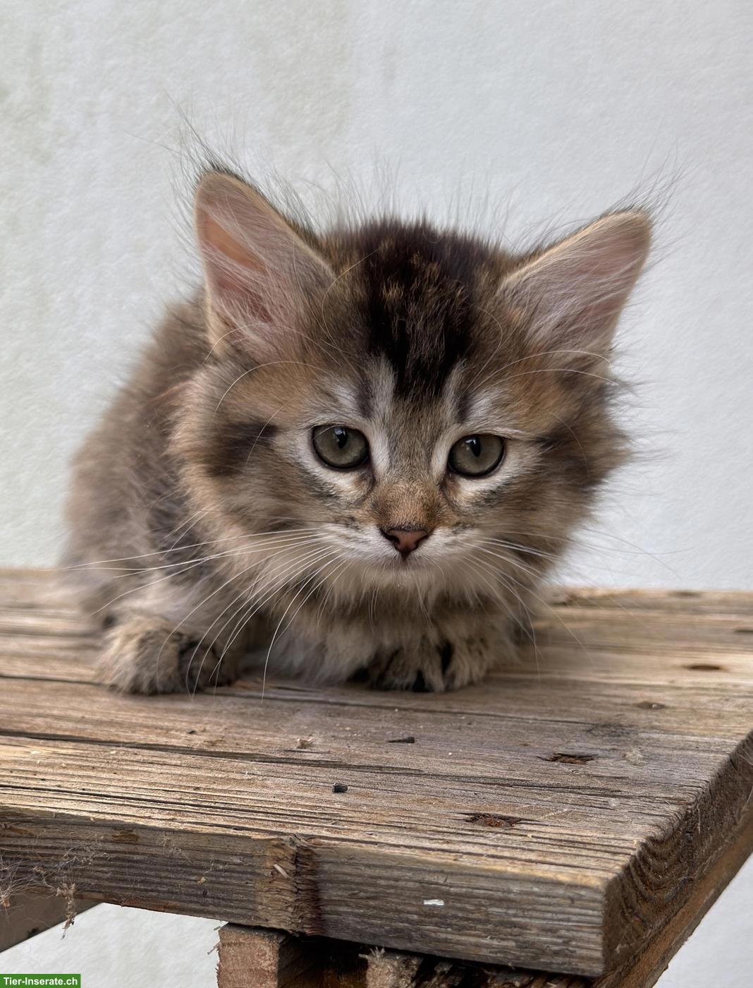 Bild 5: Sibirische Katze Kitten, weiblich mit Stammbaum