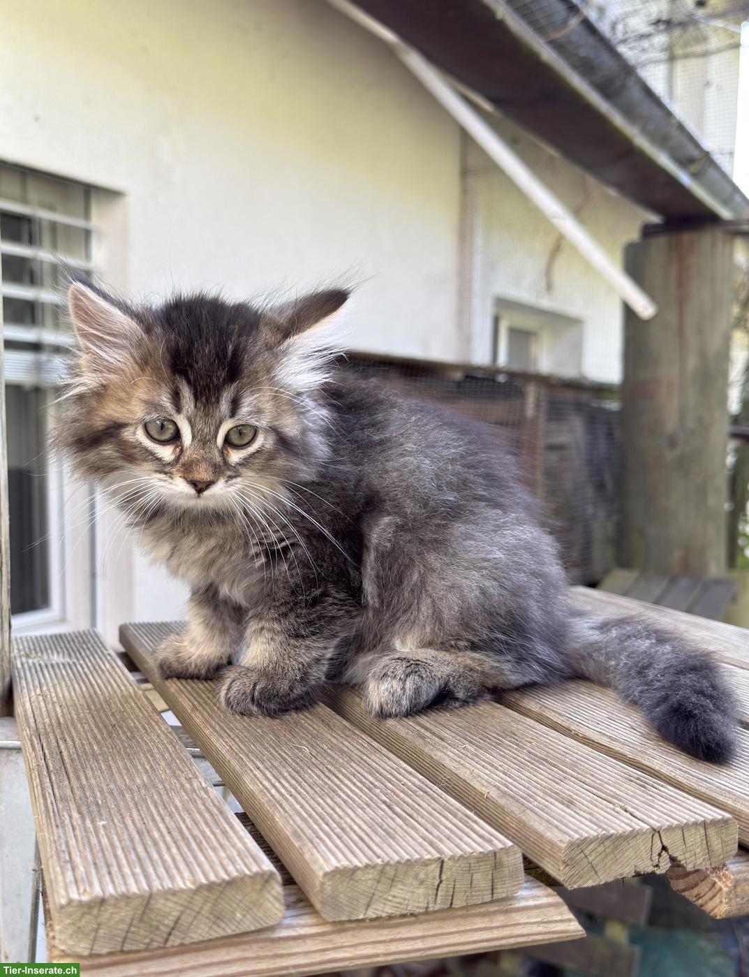 Bild 6: Sibirische Katze Kitten, weiblich mit Stammbaum